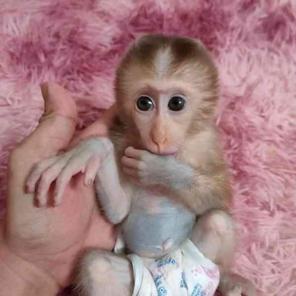 CAPUCHIN MONKEY K dispozici pro adopci ,, - foto 1