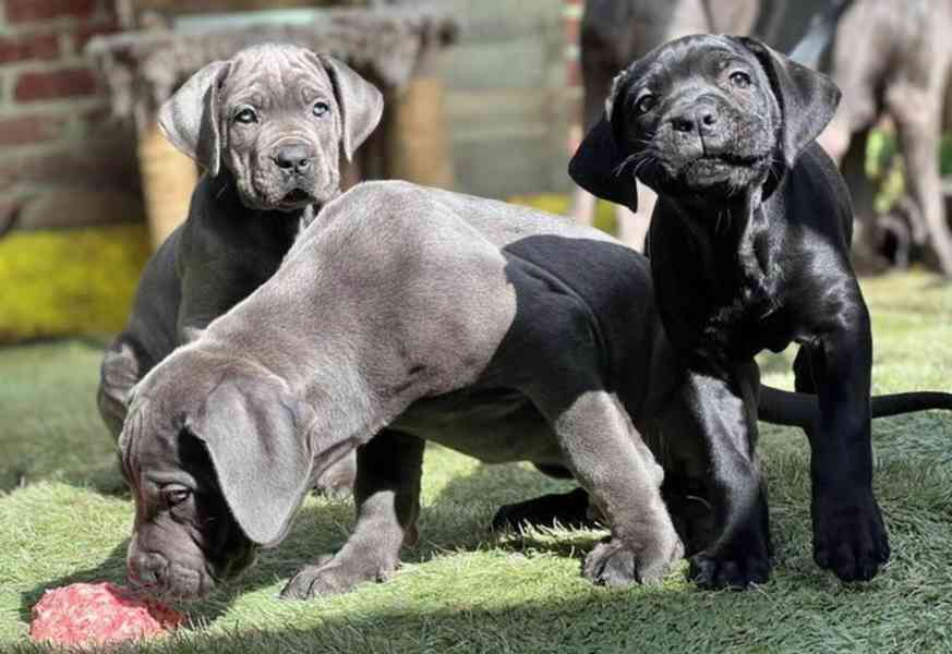 Nádherná štěňata /FCI rodokmen - Champion Parents Cane Corso - foto 3