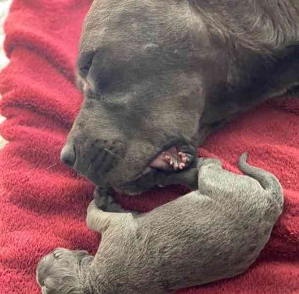 Nádherná štěňata /FCI rodokmen - Champion Parents Cane Corso - foto 4