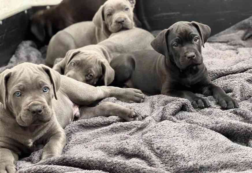 Nádherná štěňata /FCI rodokmen - Champion Parents Cane Corso - foto 2