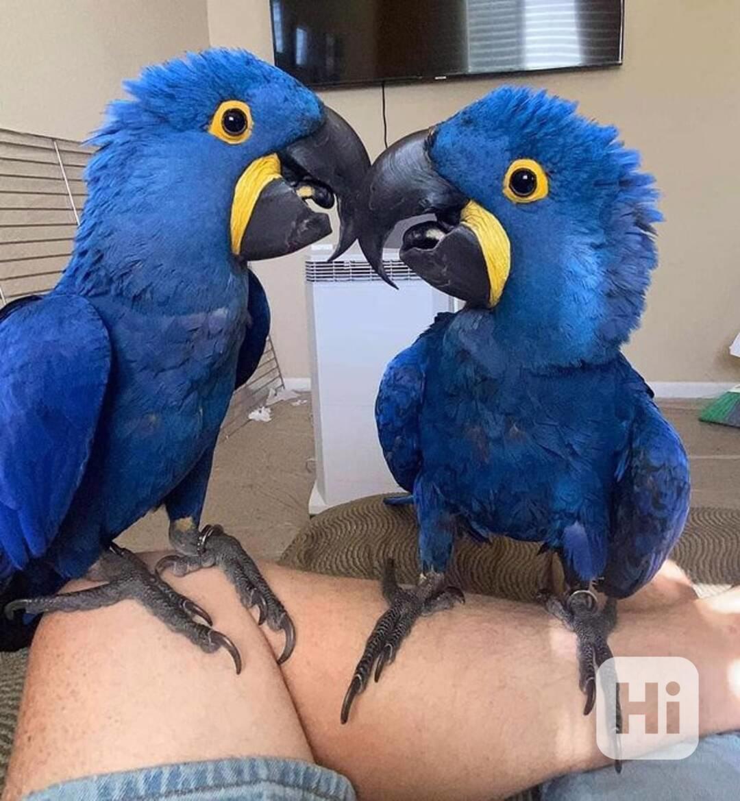 Rozkošní papoušci ara hyacintový k bezplatné adopci   - foto 1