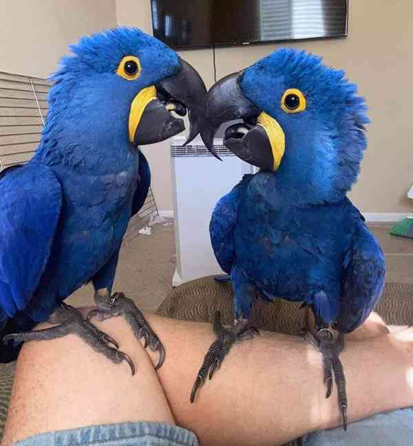 Rozkošní papoušci ara hyacintový k bezplatné adopci   - foto 1