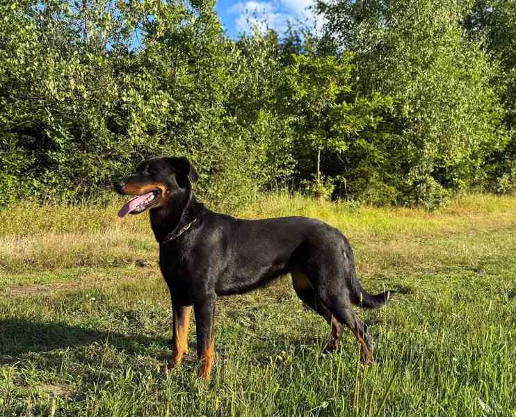 Beauceron s PP Rokycany - foto 2