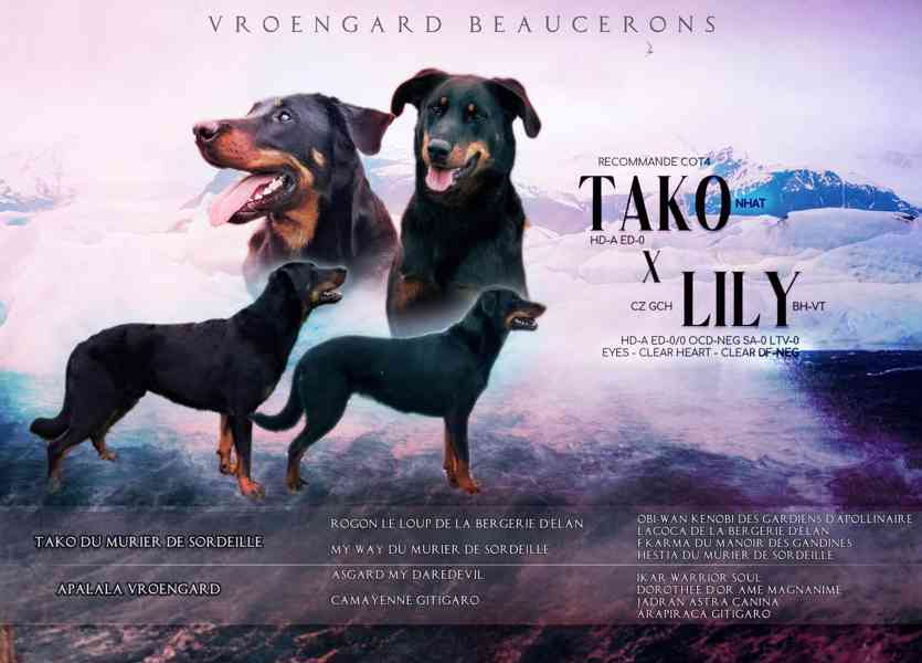 Beauceron s PP Rokycany - foto 1