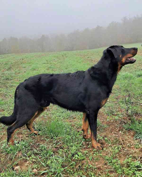 Beauceron s PP Rokycany - foto 5