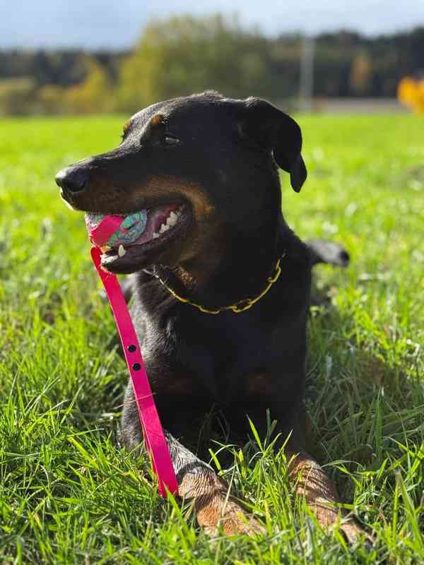 Beauceron s PP Rokycany - foto 3