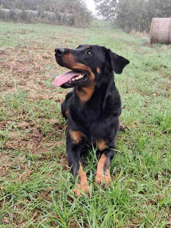 Beauceron s PP Rokycany - foto 4