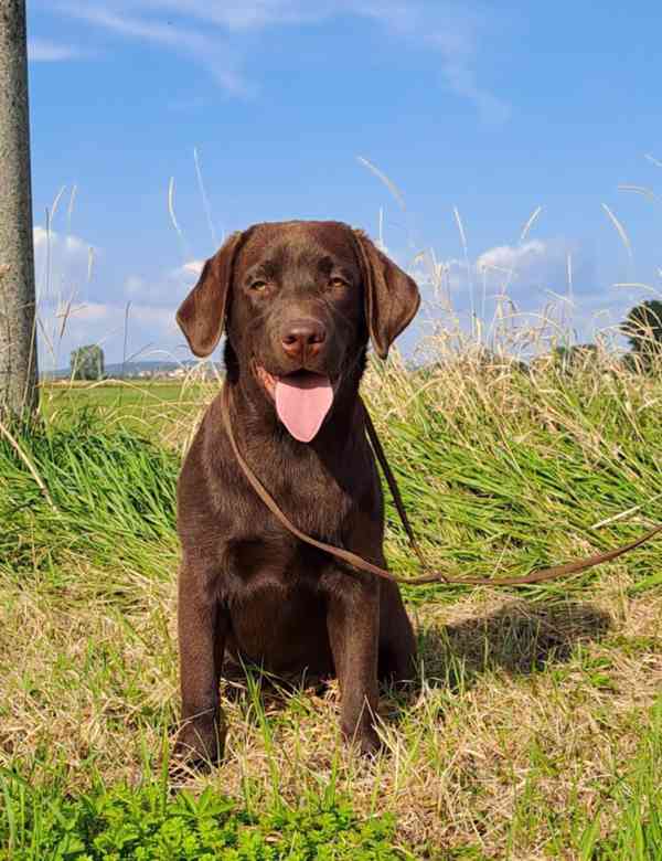 Labrador - čokoládová fenka s PP - foto 3