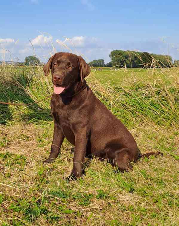 Labrador - čokoládová fenka s PP - foto 2