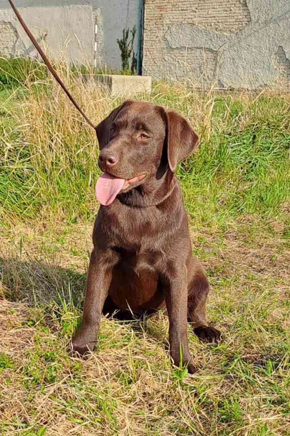 Labrador - čokoládová fenka s PP