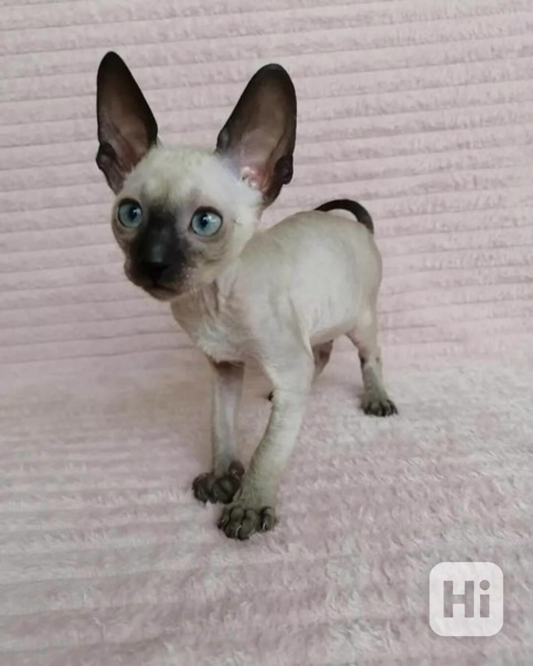 Rozkošná registrovaná koťátka Cornish Rex - foto 1