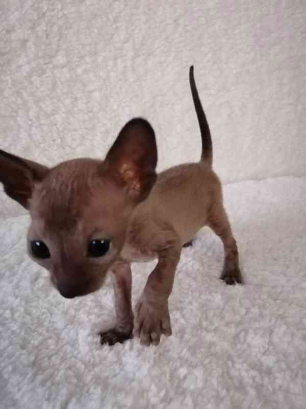 Rozkošná registrovaná koťátka Cornish Rex - foto 2