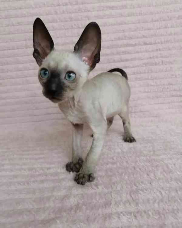 Rozkošná registrovaná koťátka Cornish Rex - foto 1
