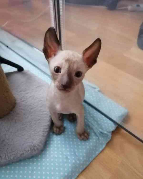 Rozkošná registrovaná koťátka Cornish Rex - foto 3