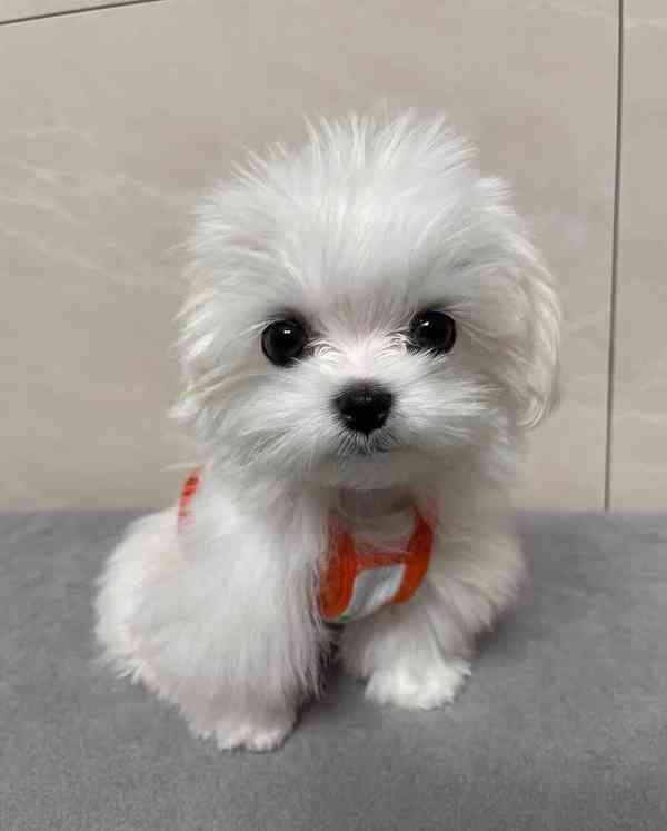 štěňata maltézského ovčáka k adopci - foto 3