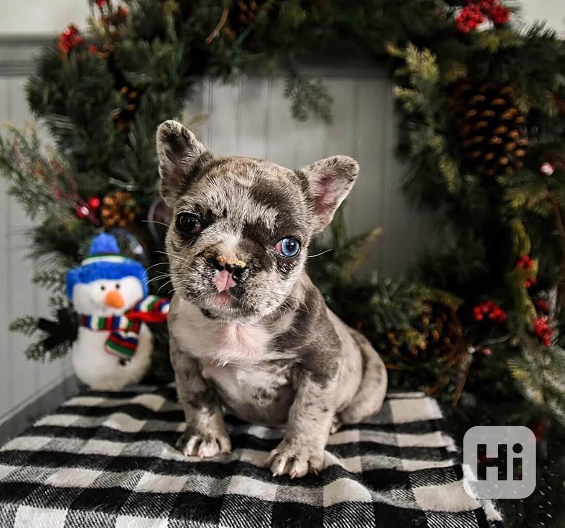 Merle francouzský buldok se dvěma modrýma očima - foto 1