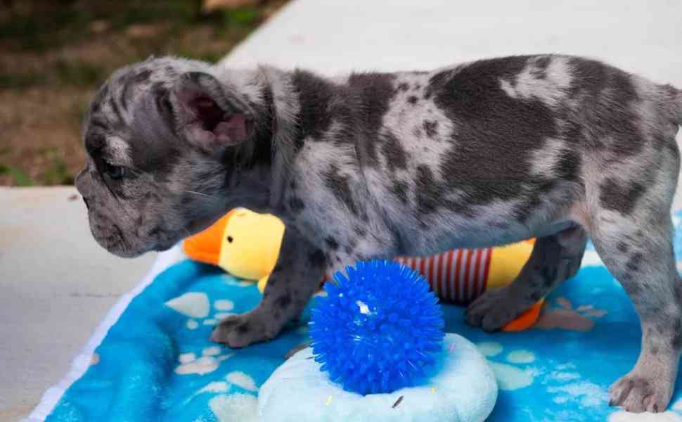 Merle francouzský buldok se dvěma modrýma očima - foto 2