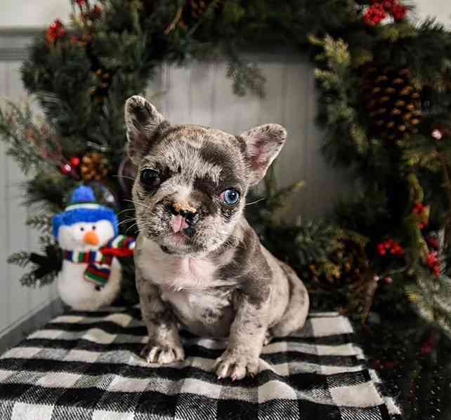 Merle francouzský buldok se dvěma modrýma očima - foto 1