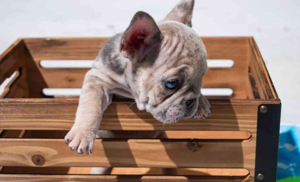 Merle francouzský buldok se dvěma modrýma očima - foto 4