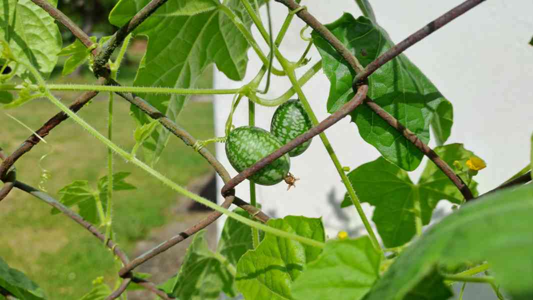 Cuca melon - mexická okurka semínka - foto 2