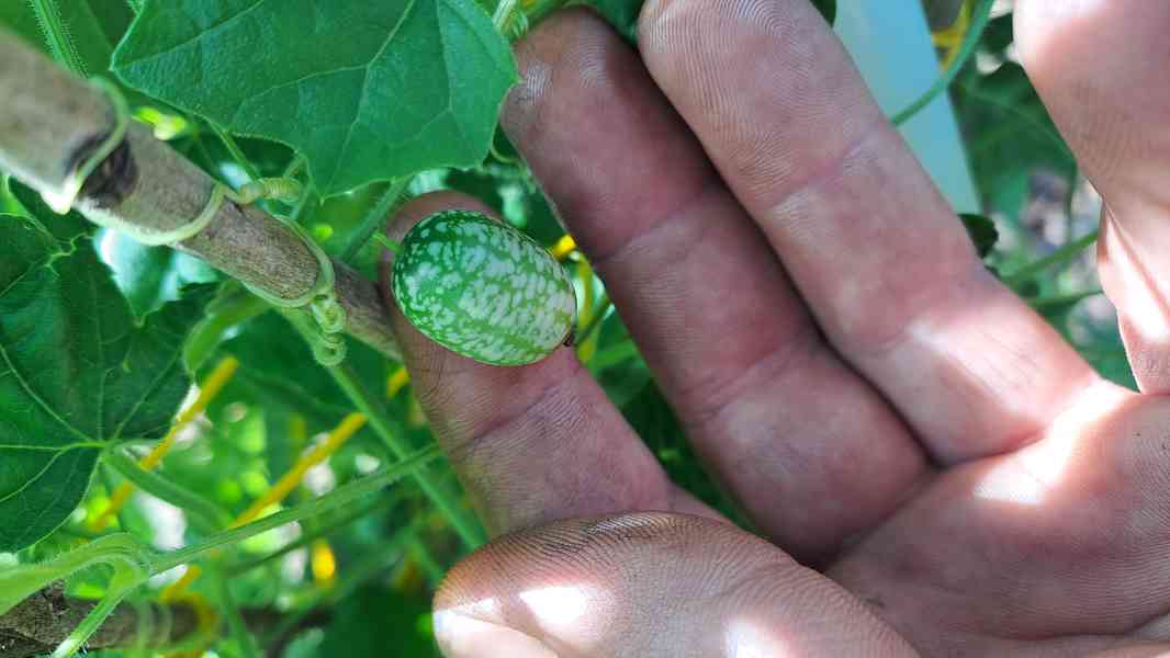 Cuca melon - mexická okurka semínka - foto 3