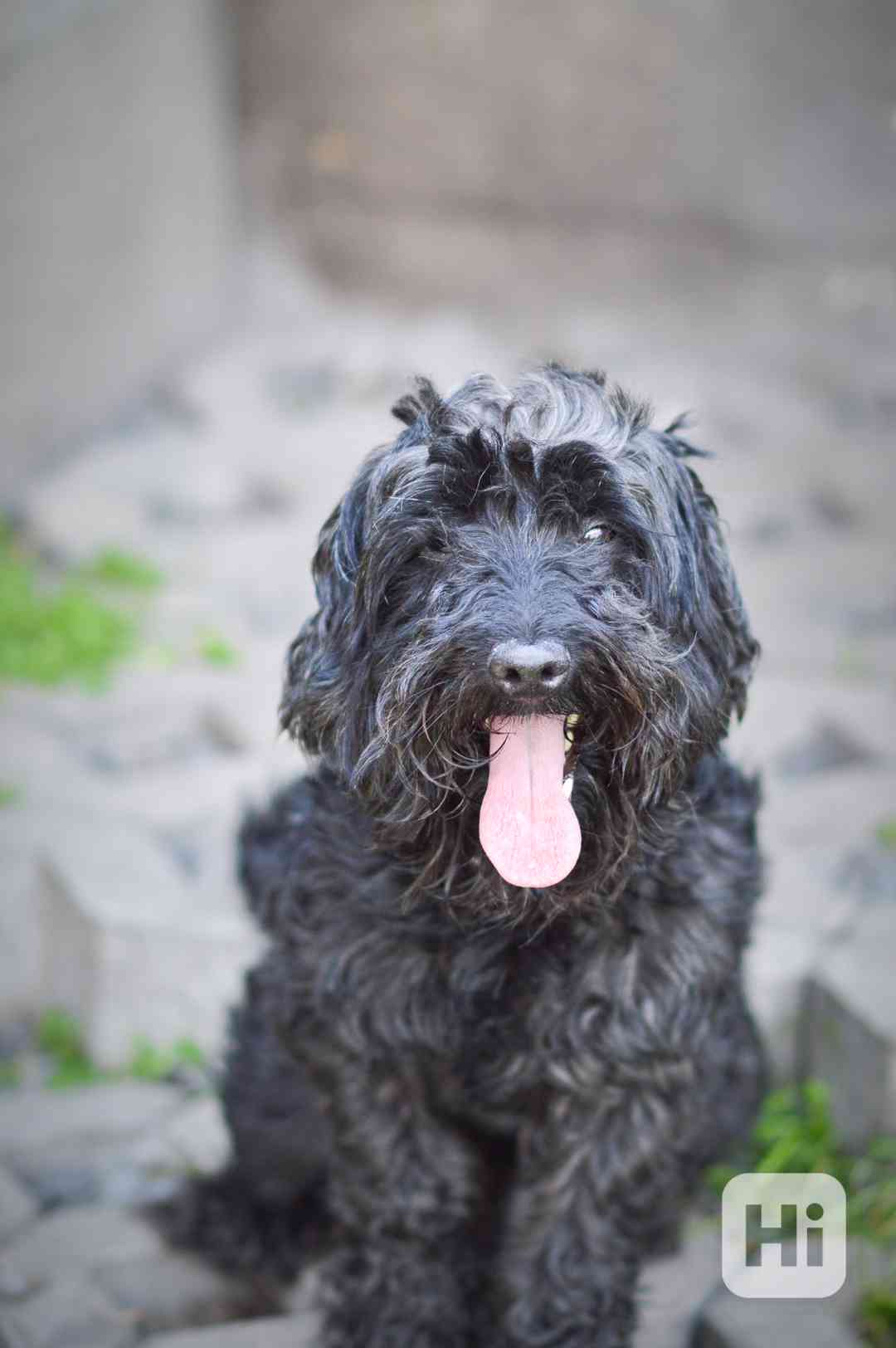 Blackie - kříženec, hodný, mazlivý, cca 4 roky - foto 1
