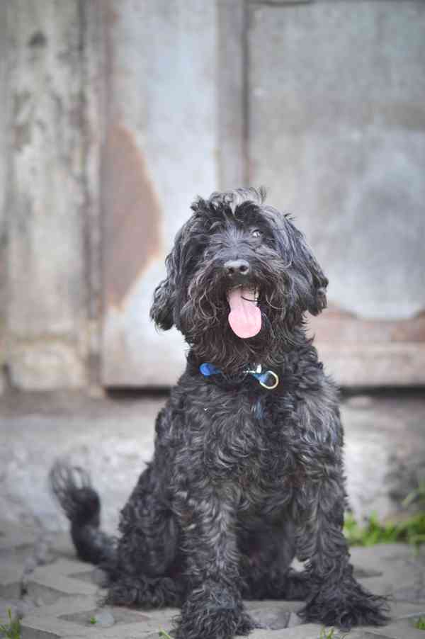 Blackie - kříženec, hodný, mazlivý, cca 4 roky - foto 5