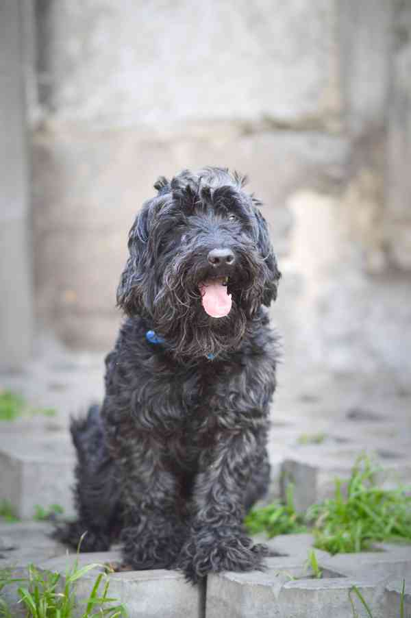 Blackie - kříženec, hodný, mazlivý, cca 4 roky - foto 2