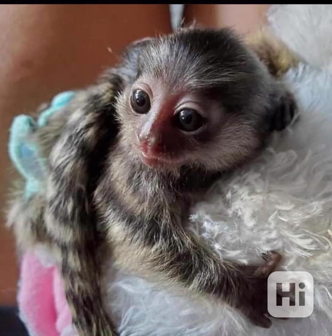 Rozkošné opice kosmany k dispozici - foto 1