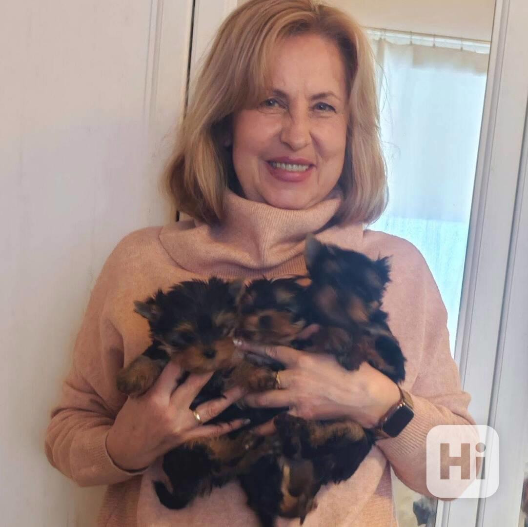 Štěňata yorkshirského teriéra - foto 1