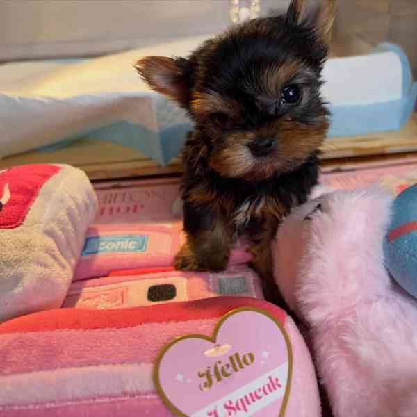 Štěňata yorkshirského teriéra - foto 3