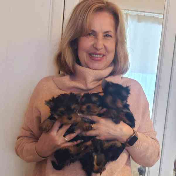 Štěňata yorkshirského teriéra - foto 1