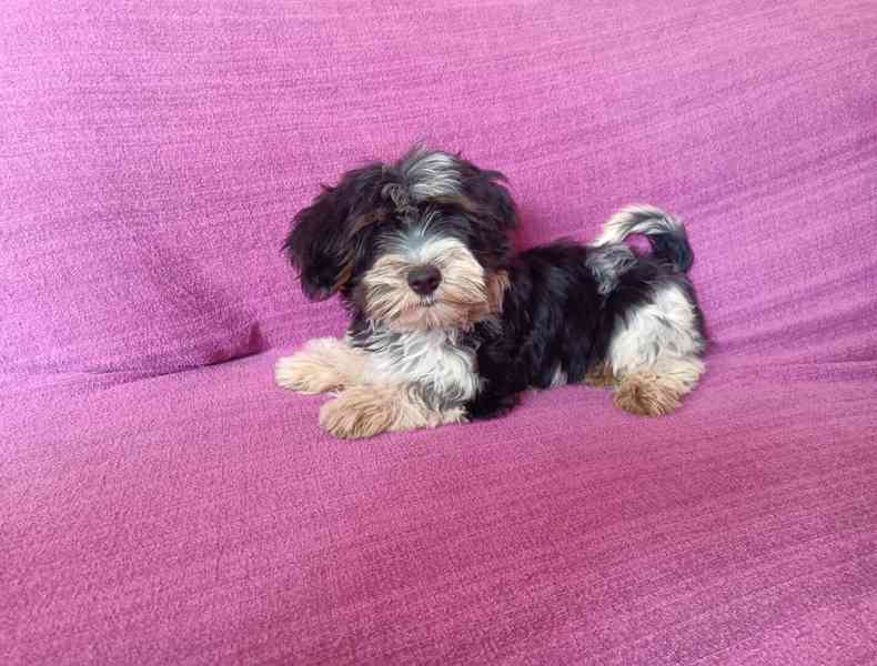 Biewer terier - foto 2