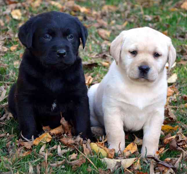 Labradorský retrívra štěňátka s PP  - foto 1