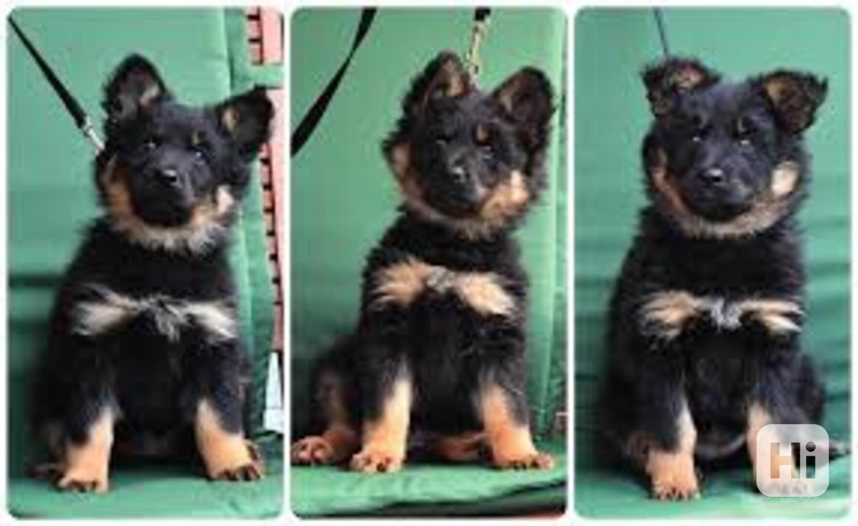 Štěňata českého ovčáka – český národní poklad  Tradiční česk - foto 1