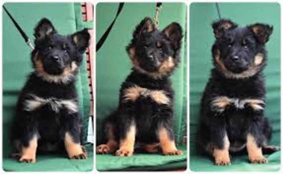 Štěňata českého ovčáka – český národní poklad  Tradiční česk - foto 1