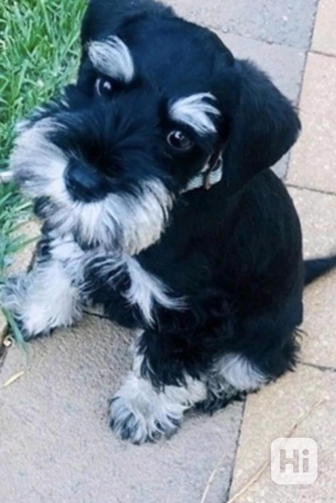 Malý černostříbrný knírač - štěně/fenka - foto 1