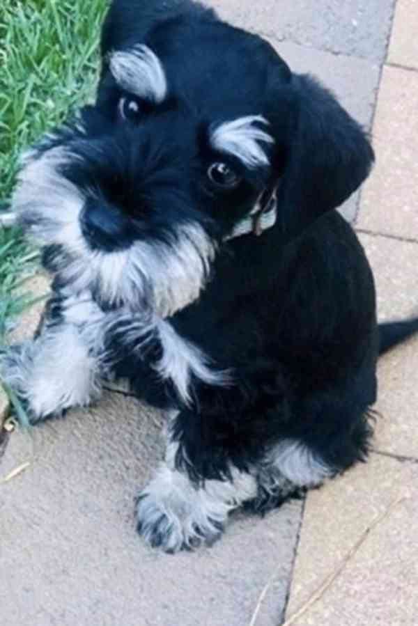 Malý černostříbrný knírač - štěně/fenka - foto 1