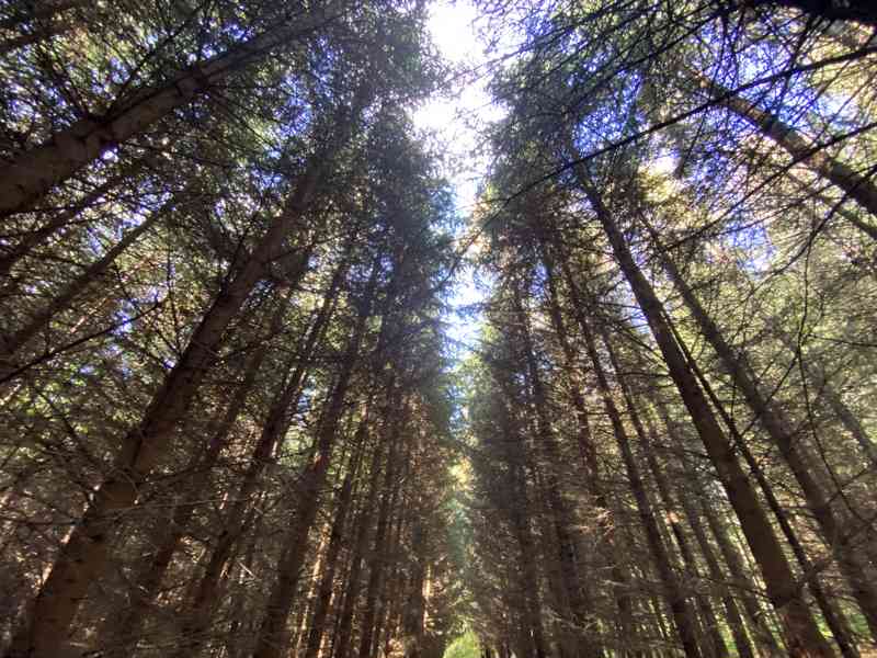 Lesní pozemek a pozemky ostatní plochy Horní Lánov - foto 2