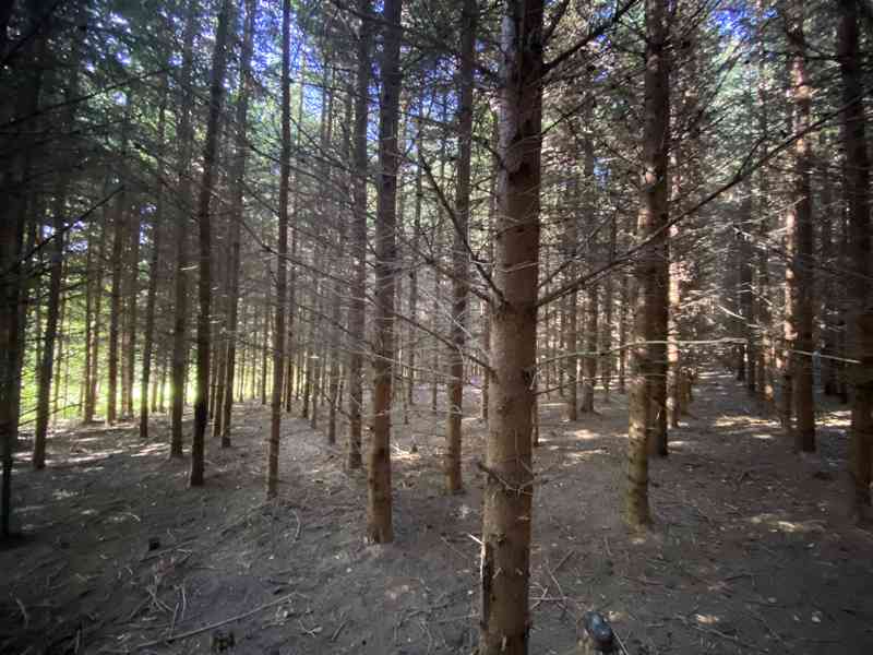 Lesní pozemek a pozemky ostatní plochy Horní Lánov - foto 4