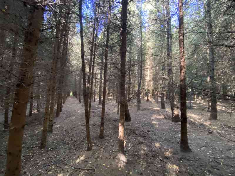 Lesní pozemek a pozemky ostatní plochy Horní Lánov - foto 5