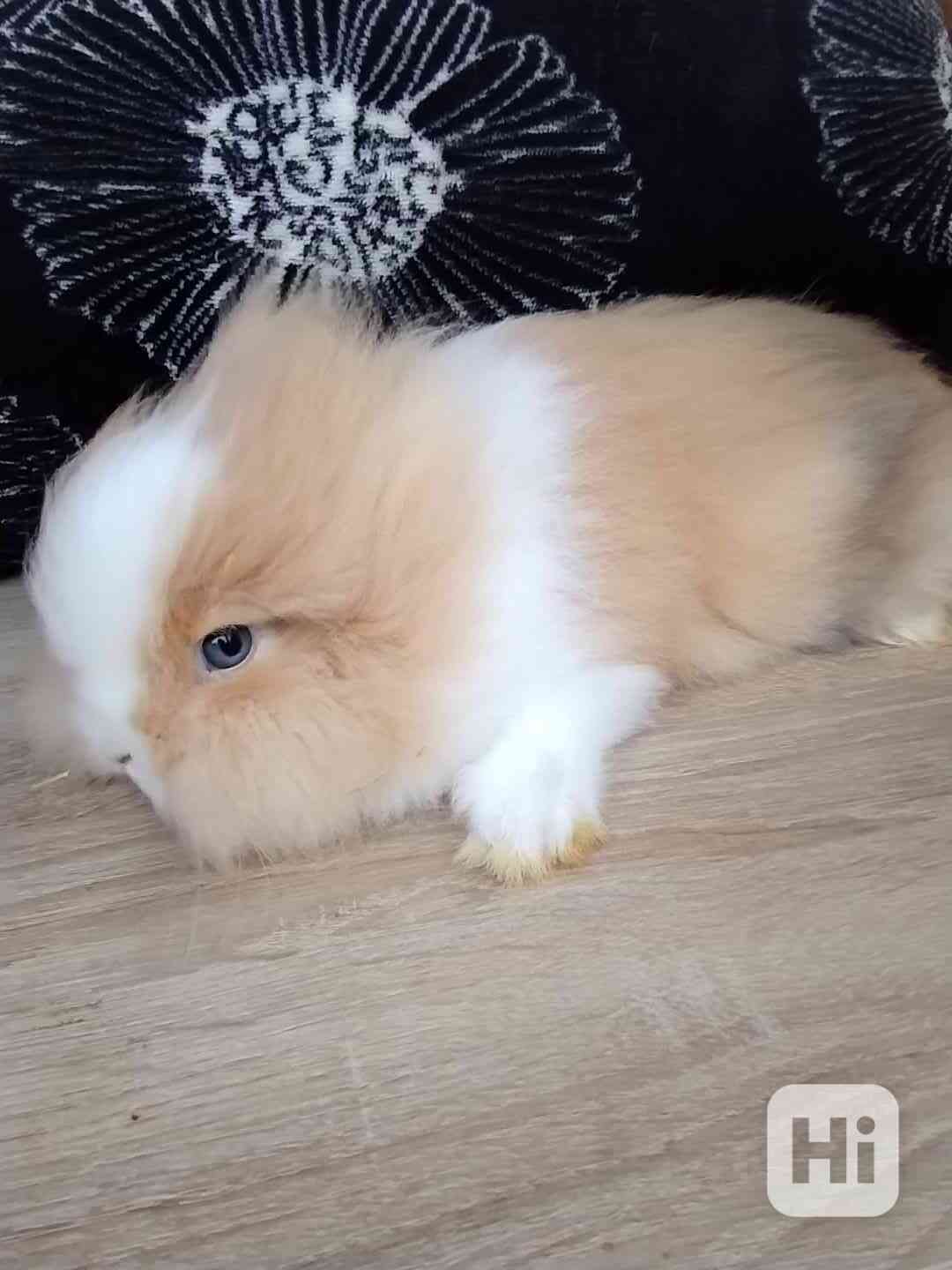 Králík  - foto 1