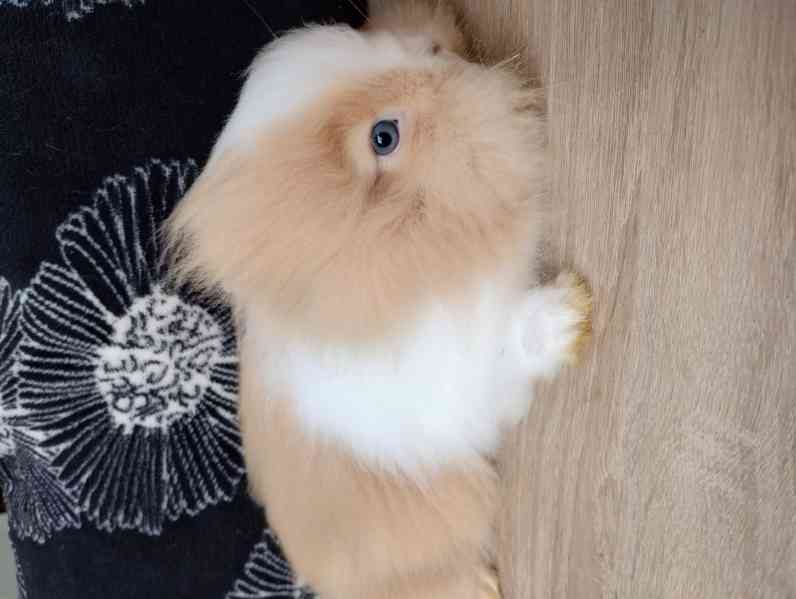 Králík  - foto 2