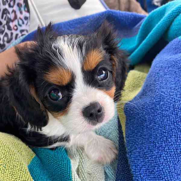 kavalír king charles španěl štěňata - foto 2