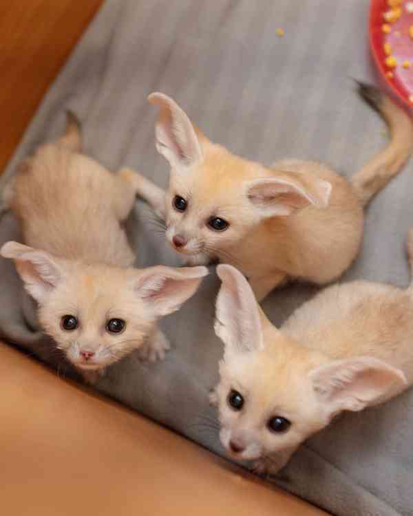 Špičková fennec liška - foto 1