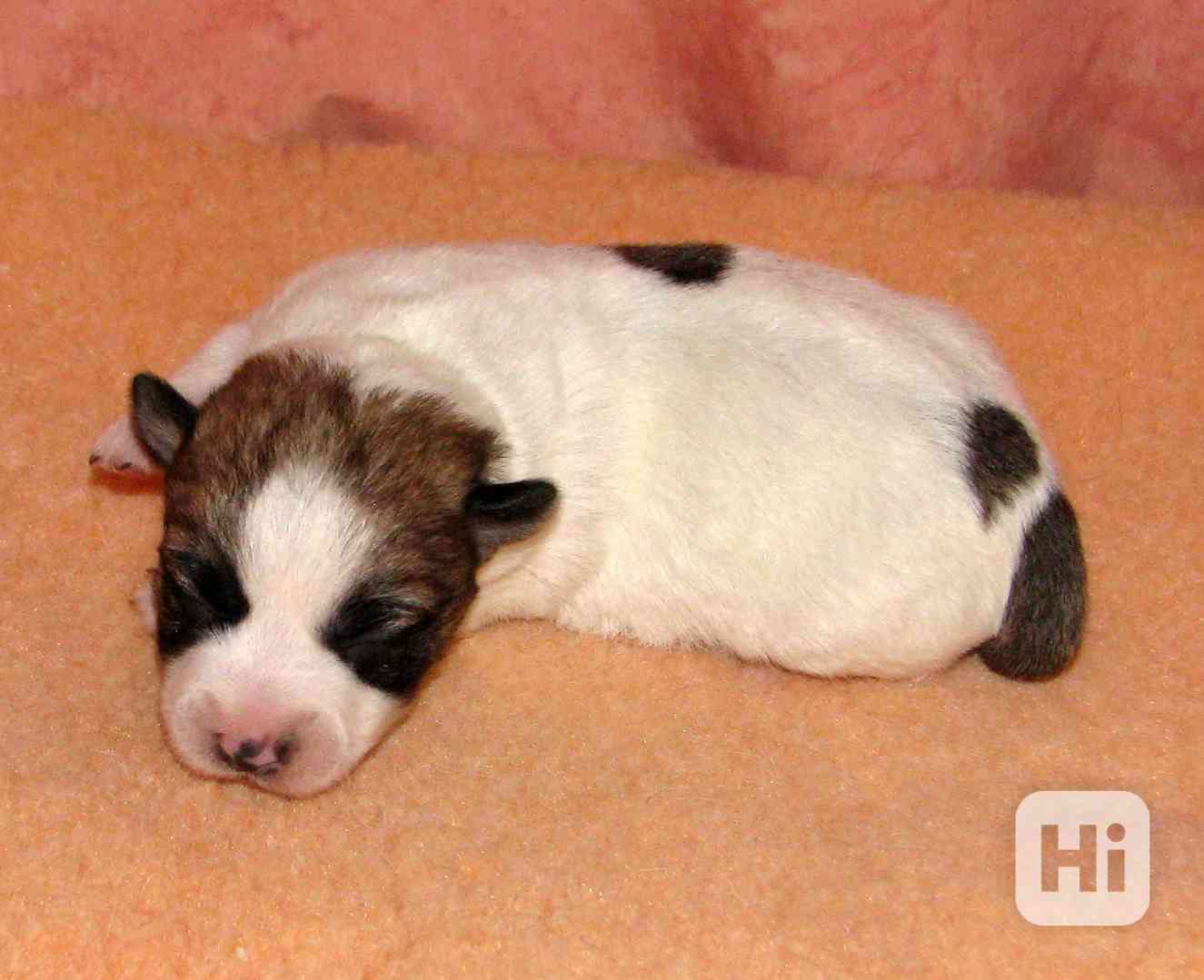 Jack Russell teriér – 4 fenky + 2 pejsci s PP k rezervaci - foto 1