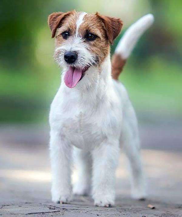 Jack Russell teriér – 4 fenky + 2 pejsci s PP k rezervaci - foto 8