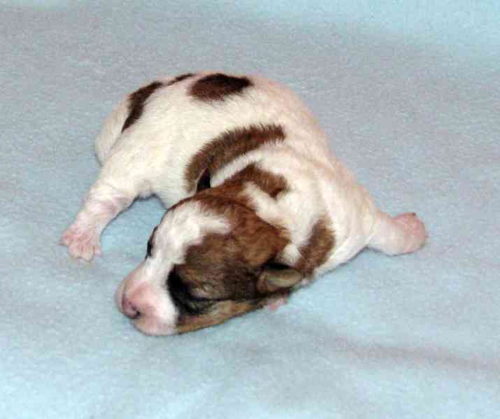 Jack Russell teriér – 4 fenky + 2 pejsci s PP k rezervaci - foto 6