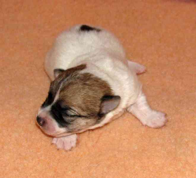 Jack Russell teriér – 4 fenky + 2 pejsci s PP k rezervaci - foto 2