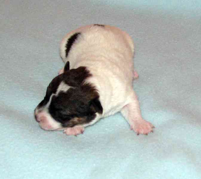 Jack Russell teriér – 4 fenky + 2 pejsci s PP k rezervaci - foto 5